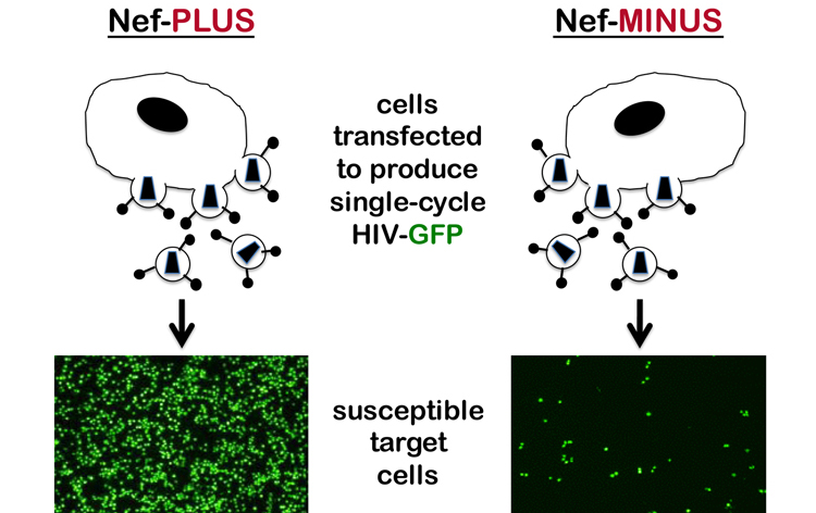 nef-cells